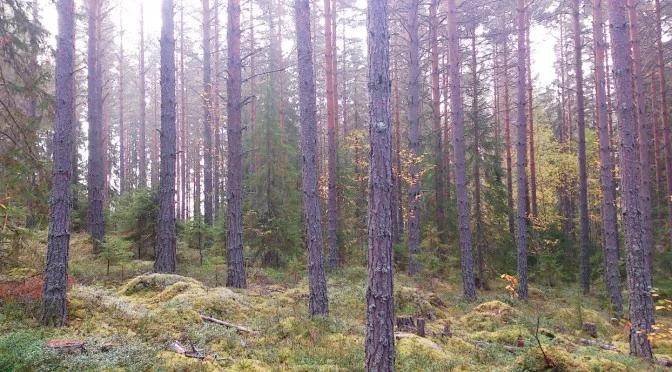 Östavall, Ånge